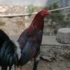 peternak.ayam122
