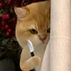 mayownnaise