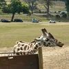 defnotlayla15