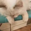 sowjer0.9