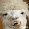 lachkik2.0
