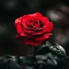 userm95rs9ts88