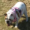 betty__bulldog