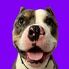 adele_american_bully