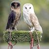 whyteowl3