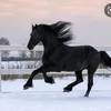 koniara_84_