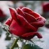 redrosemetisgirl