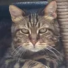 sandrinelovecats