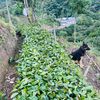 finca.santa.rita1
