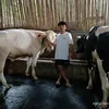 banimsyabani2