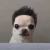 junkentand