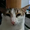 headphoneuser764
