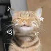 mafilrodnhattiktok