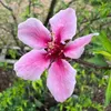 anh_ctn