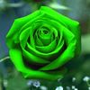 sadiah_600