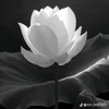 an.zo.tri