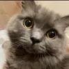 neko.tsumire