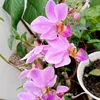 andidha289
