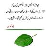 adan.zaroon