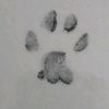 stitchpawsmeow