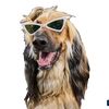 nasirthedog