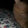 corajinha