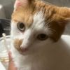 marshmellow_2025