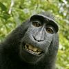 shaboopy._.themonkey
