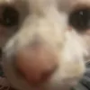 tuoilaphomaicutiiii