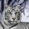 amandamcconnell85