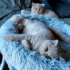 sarbellcattery