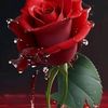 elizabethcastell275
