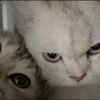 yumna.alyaa