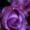 queeniepurple