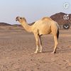 سعود 🕸️