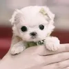 Teacup _dogs