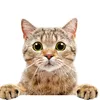 Catcool78