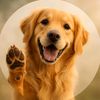 tales_of_paws