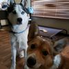 duodogmom