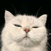 whoooo_si_soft.spoken
