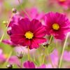 flowers_7777777