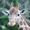 Saint Louis Zoo