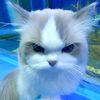 ming_only