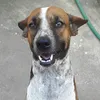 dog2die