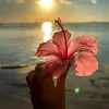 angelie8129