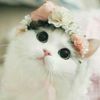 asmashiningstar