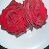 ghozaline79