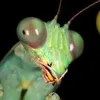 doctormousebites