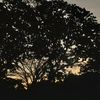 adonnis_alvarez