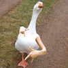 taylorswiftjaktim